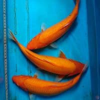 AKA HAJIRO 31-33 CM ( 3 EKOR )