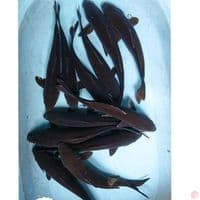 KARASU 32-36 CM ( 12 EKOR )