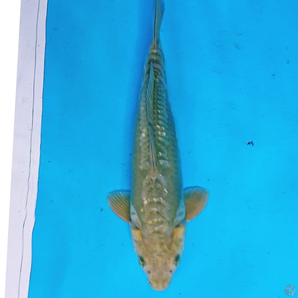 ANTIK 30 CM