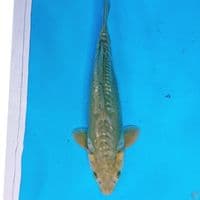 ANTIK 30 CM