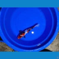 showa 40 cm jantan 