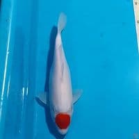 TANCHO KOHAKU ORI 26 CN