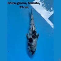 Shiro Ginrin 