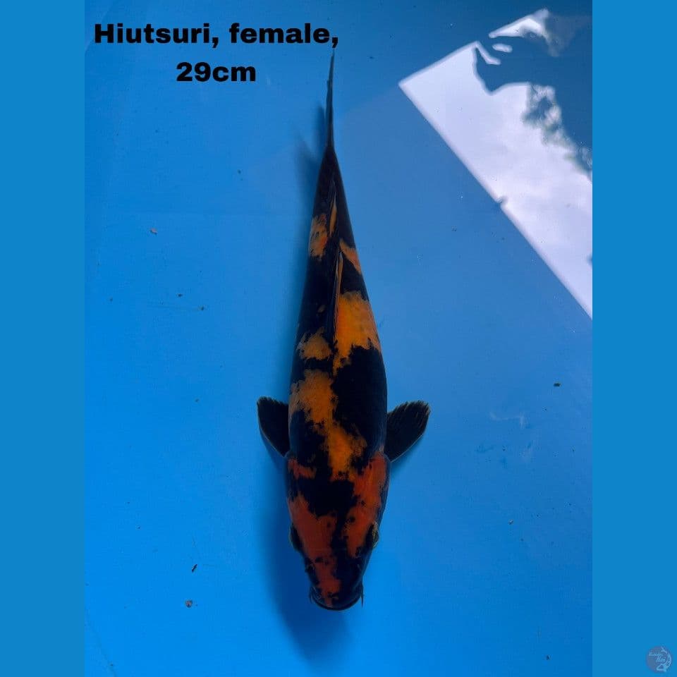 Hiutsuri joss