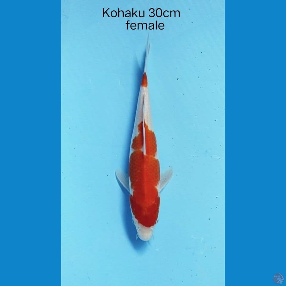 Kohaku
