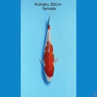 Kohaku 