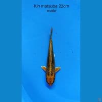 Kin matsuba 