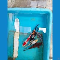 mik 15 20 cm barang bagus