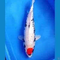 40cm Tancho benimatsukawabake ori