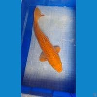 karamel