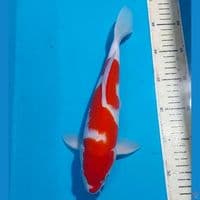 INAZUMA KOHAKU 30 CM