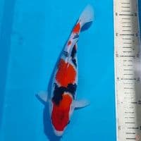 SHOWA 28 CM