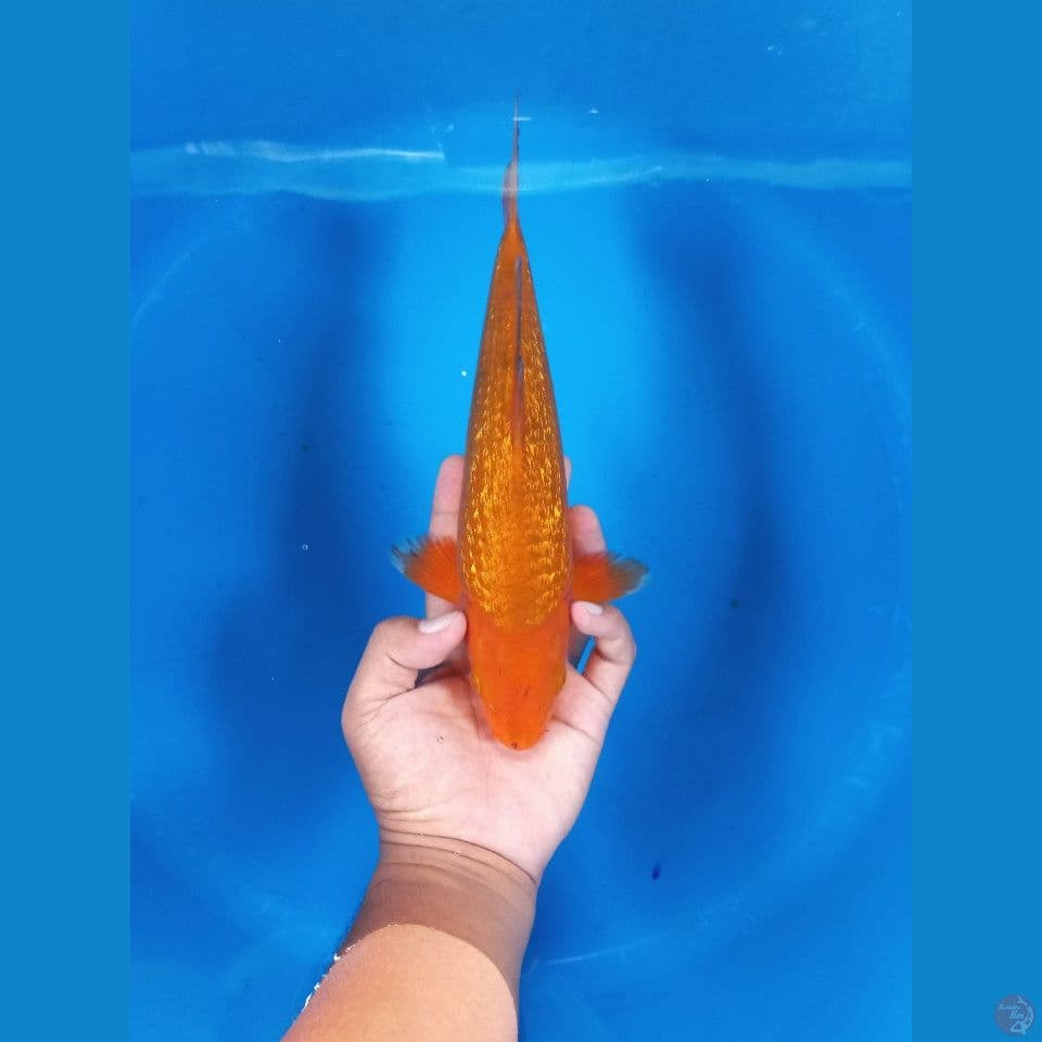 karamel ginrin 32cm