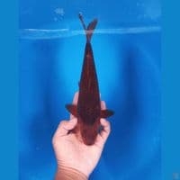 karamel 30cm