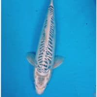 ANTIK 35 CM