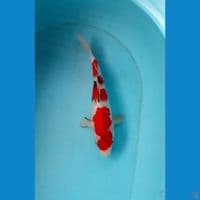 Sanke female 30 Cm