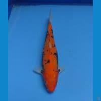 BENI KUMONRYU 23 CM