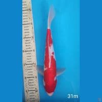kohaku, 31cm male
