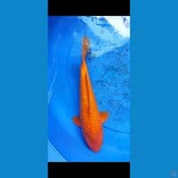 karamel gindrin bahan punuk 35 cm 