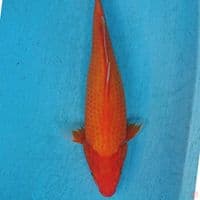 AKA HAJIRO 33 CM