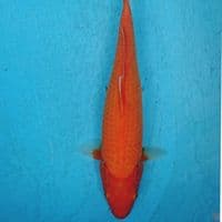 AKA HAJIRO 31 CM