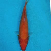 AKA HAJIRO 31 CM