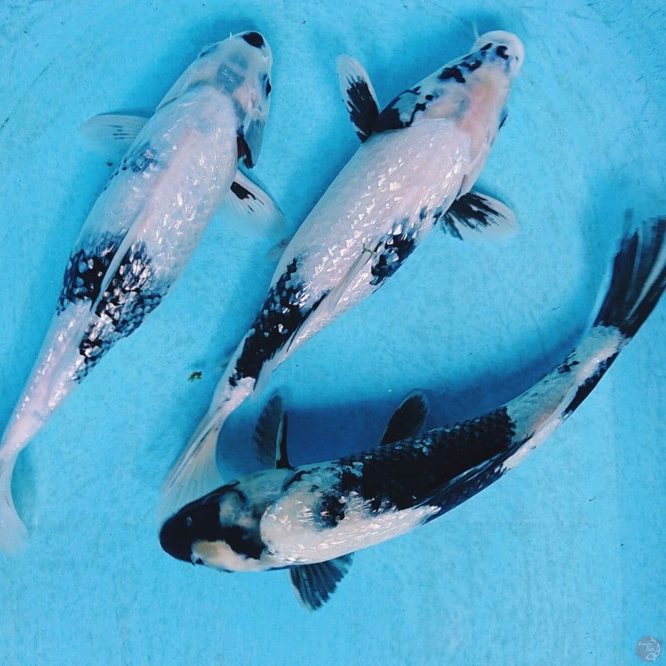 SHIRO GINRIN 30,32,33 CM