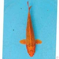 KIN MATSUBA 30 CM