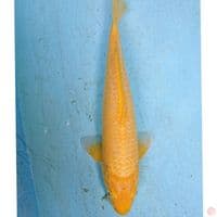 KARASI 31 CM