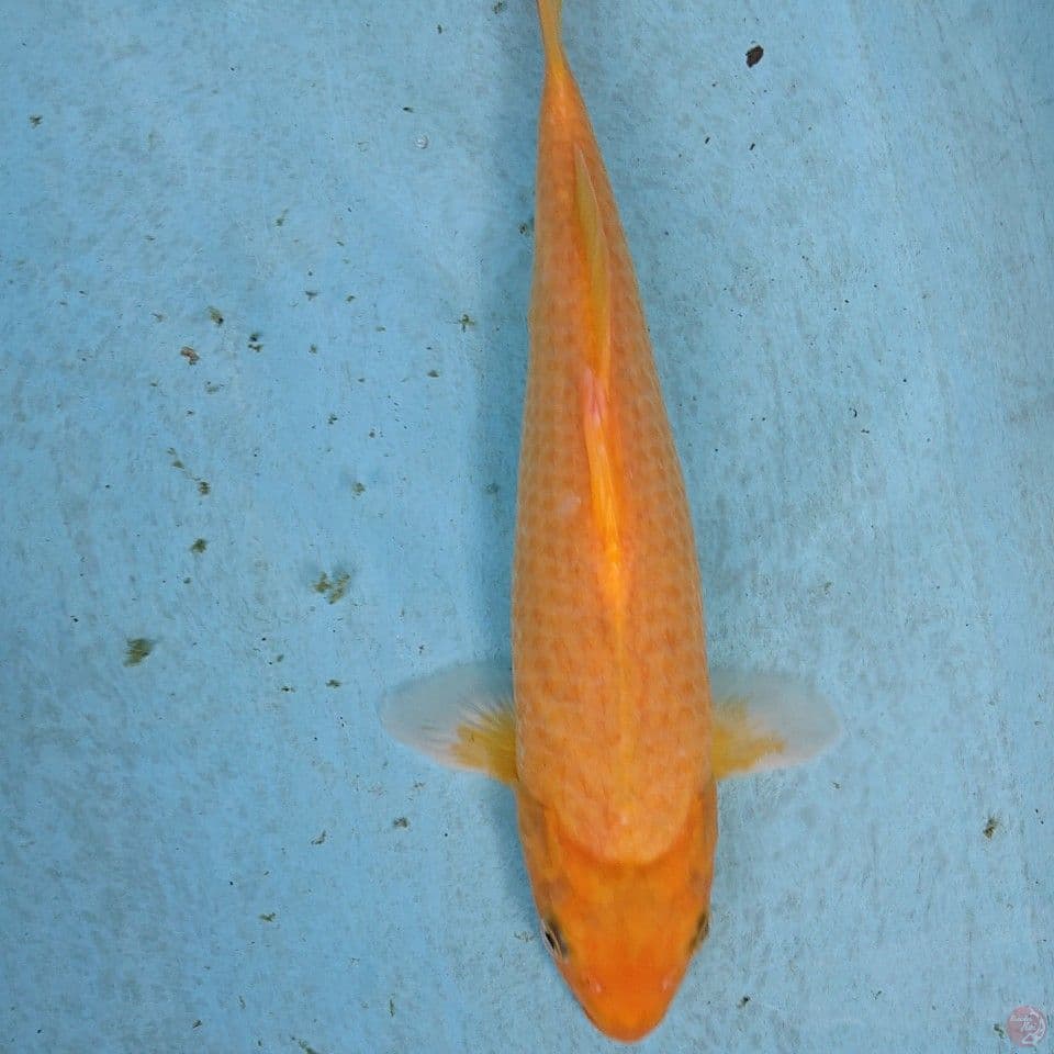 KARASI 36 CM