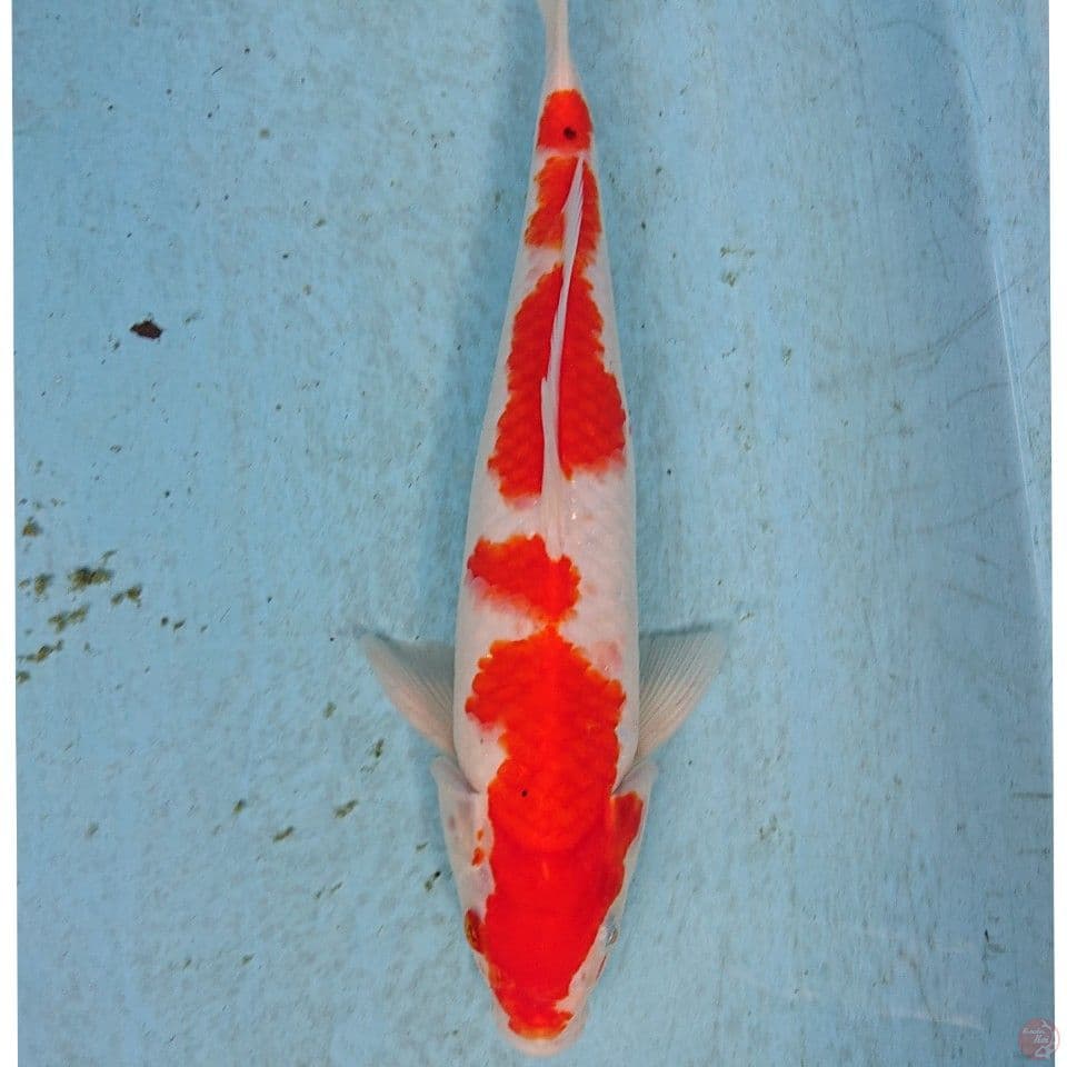 KOHAKU 30 CM