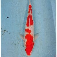 KOHAKU 30 CM