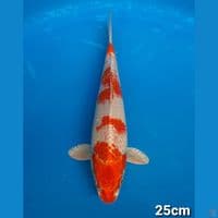 SAKURA OGON (MALE)