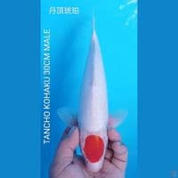 TANCHO KOHAKU 32CM
