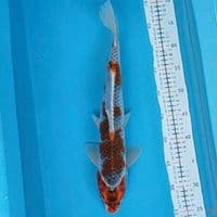 gosiki 44cm M