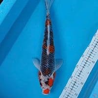 gosiki 40cm M