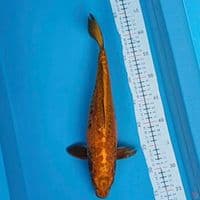 mukasi aragoke 38cm F