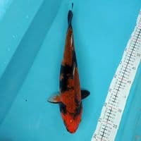kinsowa 38cm F