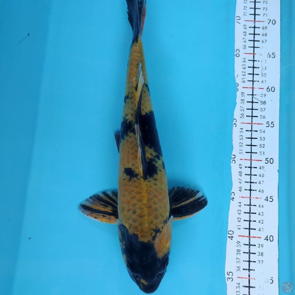 kinutsuri 38cm M