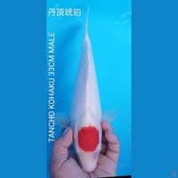 TANCHO KOHAKU 33CM JANTAN