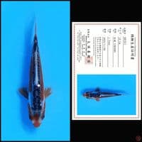 shusui bloodline marusei 10cm