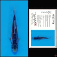 shusui bloodline marusei 10cm sq