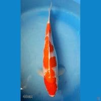 KOHAKU 40CM (FEMALE)