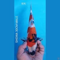 SHOWA SIZE 30CM MALE