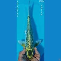 ARAGOKE 35CM JANTAN