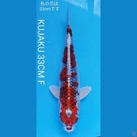 RED KUJAKU 33CM 