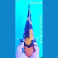 KIN SHOWA 32CM MALE