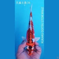 KUJAKU DOITSU 27CM MALE