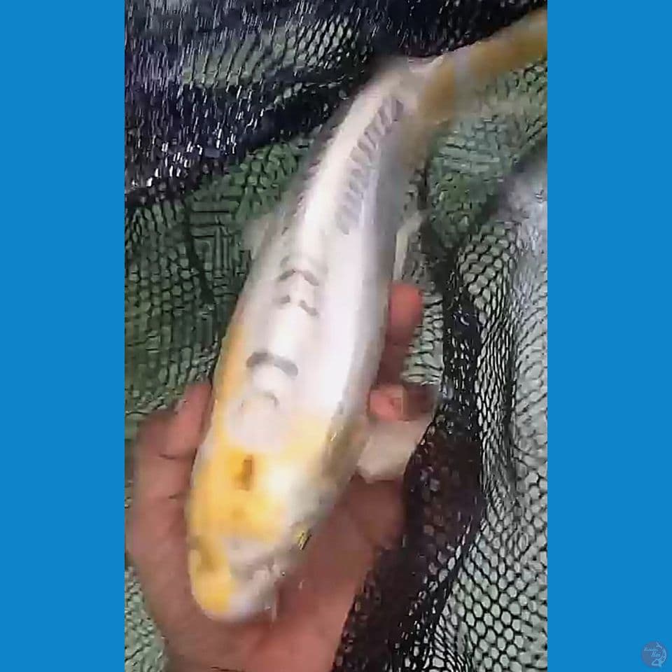 34cm yellow kiko