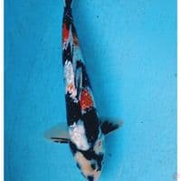 GINRIN SHOWA 33 CM